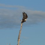 Eagle on Lake